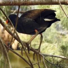 Gallinula tenebrosa at Molonglo Valley, ACT - 28 Sep 2018