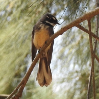 Rhipidura albiscapa (Grey Fantail) at Molonglo Valley, ACT - 28 Sep 2018 by RodDeb