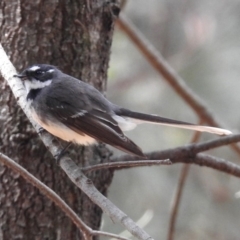 Rhipidura albiscapa at Molonglo Valley, ACT - 28 Sep 2018