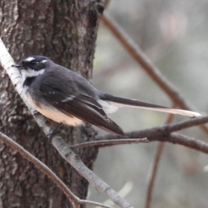 Rhipidura albiscapa at Molonglo Valley, ACT - 28 Sep 2018