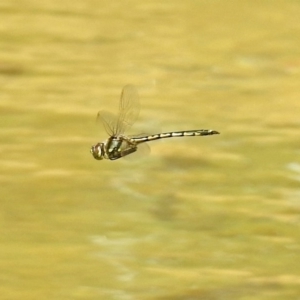 Hemicordulia tau at Molonglo Valley, ACT - 28 Sep 2018