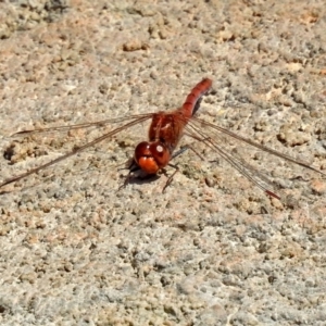 Diplacodes bipunctata at Molonglo Valley, ACT - 28 Sep 2018