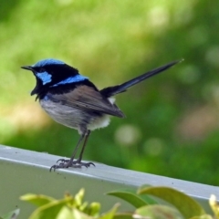 Malurus cyaneus (Superb Fairywren) at Molonglo Valley, ACT - 28 Sep 2018 by RodDeb