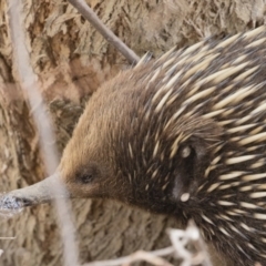 Tachyglossus aculeatus (Short-beaked Echidna) at Michelago, NSW - 22 Sep 2018 by Illilanga