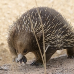 Tachyglossus aculeatus at Michelago, NSW - 22 Sep 2018