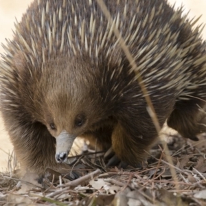 Tachyglossus aculeatus at Michelago, NSW - 22 Sep 2018