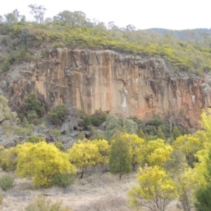 Acacia rubida at Bullen Range - 22 Sep 2018 06:03 PM