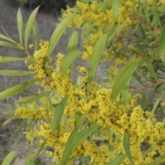 Acacia rubida at Bullen Range - 22 Sep 2018