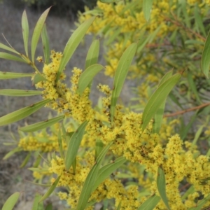 Acacia rubida at Bullen Range - 22 Sep 2018