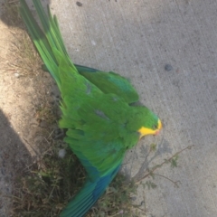 Polytelis swainsonii (Superb Parrot) at Gungahlin, ACT - 25 Sep 2018 by GeoffRobertson