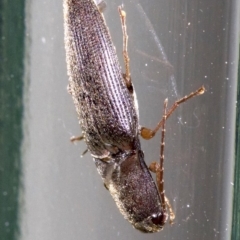 Monocrepidus (genus) (Click beetle) at Ainslie, ACT - 28 Sep 2018 by jb2602