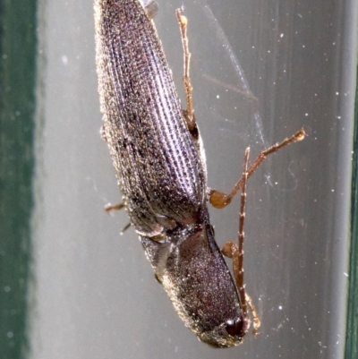 Monocrepidus sp. (genus) (Click beetle) at Ainslie, ACT - 28 Sep 2018 by jbromilow50