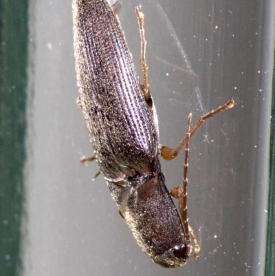 Monocrepidus (genus) (Click beetle) at Ainslie, ACT - 28 Sep 2018 by jb2602