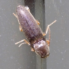 Monocrepidus sp. (genus) at Ainslie, ACT - 28 Sep 2018