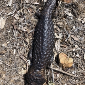 Tiliqua rugosa at Majura, ACT - 29 Sep 2018