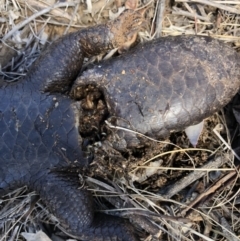 Tiliqua rugosa at Majura, ACT - 29 Sep 2018