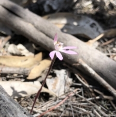 Caladenia fuscata (Dusky Fingers) at Majura, ACT - 29 Sep 2018 by AaronClausen