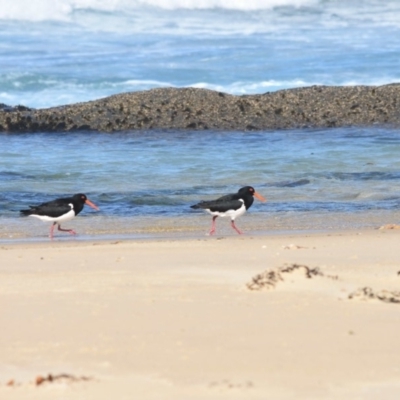 Haematopus longirostris (Australian Pied Oystercatcher) at Croajingolong National Park (Vic) - 26 Sep 2018 by MBurston