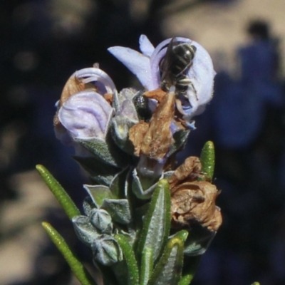 Lasioglossum (Chilalictus) sp. (genus & subgenus) at MTR591 at Gundaroo - 23 Sep 2018 by MaartjeSevenster