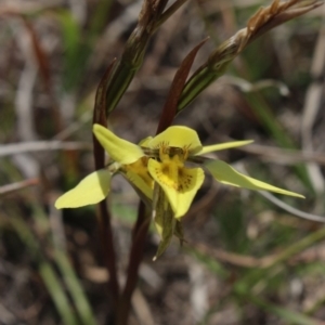 Diuris chryseopsis at Gundaroo, NSW - 28 Sep 2018