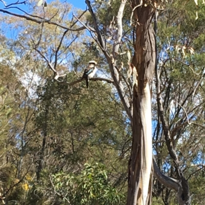 Dacelo novaeguineae (Laughing Kookaburra) at Deakin, ACT - 29 Sep 2018 by KL