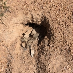 Pogona barbata at Red Hill Nature Reserve - 29 Sep 2018 by KL