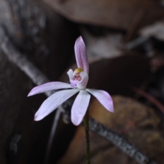 Caladenia fuscata (Dusky Fingers) at Hackett, ACT - 29 Sep 2018 by RobertD