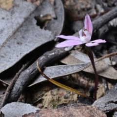 Caladenia fuscata (Dusky Fingers) at Hackett, ACT - 29 Sep 2018 by RobertD