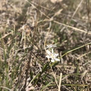 Wurmbea dioica subsp. dioica at Amaroo, ACT - 29 Sep 2018