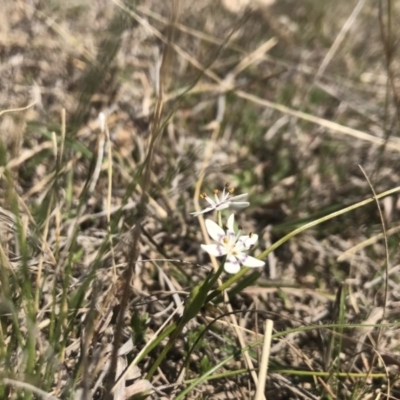 Wurmbea dioica subsp. dioica (Early Nancy) at Amaroo, ACT - 29 Sep 2018 by JasonC