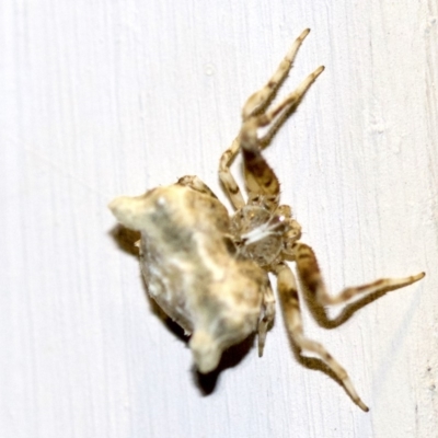 Celaenia sp. (genus) (False bird-poo spider) at Ainslie, ACT - 28 Sep 2018 by jbromilow50