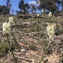 Stackhousia monogyna (Creamy Candles) at Amaroo, ACT - 29 Sep 2018 by JasonC