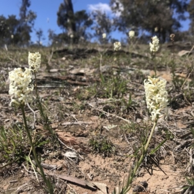 Stackhousia monogyna (Creamy Candles) at Amaroo, ACT - 29 Sep 2018 by JasonC