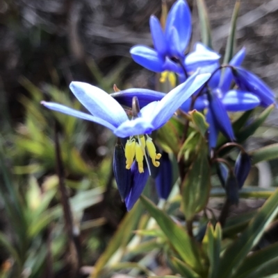 Stypandra glauca (Nodding Blue Lily) at Majura, ACT - 29 Sep 2018 by AaronClausen