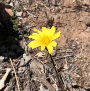 Microseris walteri at Majura, ACT - 29 Sep 2018