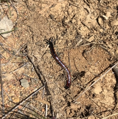 Scolopendra laeta (Giant Centipede) at Mount Majura - 29 Sep 2018 by AaronClausen