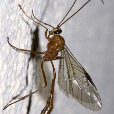 Enicospilus sp. (genus) (An ichneumon wasp) at Ainslie, ACT - 28 Sep 2018 by jbromilow50