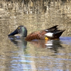 Spatula rhynchotis (Australasian Shoveler) at Fyshwick, ACT - 18 Sep 2018 by jbromilow50