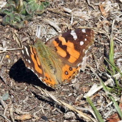 Vanessa kershawi (Australian Painted Lady) at Macarthur, ACT - 29 Sep 2018 by RodDeb