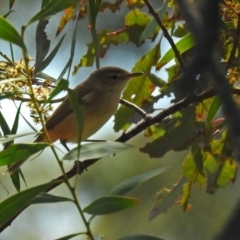 Acrocephalus australis (Australian Reed-Warbler) at Fyshwick, ACT - 29 Sep 2018 by RodDeb