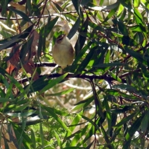 Acrocephalus australis at Fyshwick, ACT - 29 Sep 2018