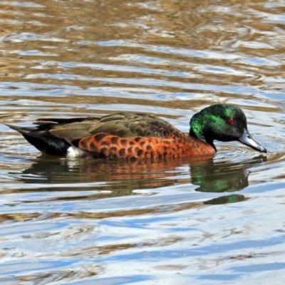 Anas castanea (Chestnut Teal) at Fyshwick, ACT - 29 Sep 2018 by RodDeb