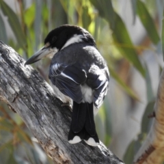 Cracticus torquatus (Grey Butcherbird) at Kambah, ACT - 29 Sep 2018 by HelenCross