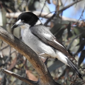 Cracticus torquatus at Kambah, ACT - 29 Sep 2018