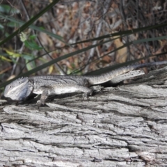 Pogona barbata (Eastern Bearded Dragon) at Acton, ACT - 27 Sep 2018 by HelenCross