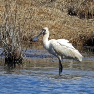 Platalea regia at Fyshwick, ACT - 29 Sep 2018