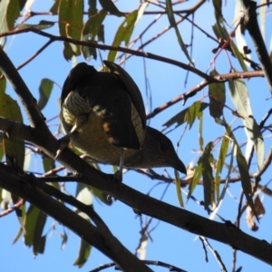 Ptilonorhynchus violaceus at McQuoids Hill - 29 Sep 2018