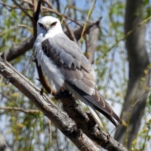 Elanus axillaris at Fyshwick, ACT - 29 Sep 2018