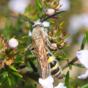 Radumeris tasmaniensis at Molonglo Valley, ACT - 29 Sep 2018 12:31 PM