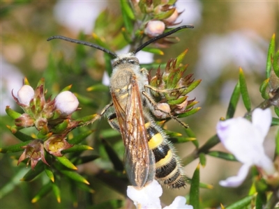 Radumeris tasmaniensis (Yellow Hairy Flower Wasp) at Molonglo Valley, ACT - 29 Sep 2018 by Harrisi